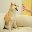 Feisty Doge NFT NFD Feisty Doge NFT NFD