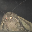 MOTH MOTH MOTH MOTH