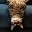 UpSideDownCat USDC