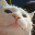 Vibing Cat VCAT Vibing Cat VCAT